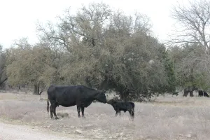 Graford, TX 76449