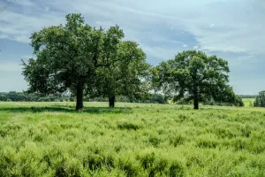 Henrietta, TX 76230