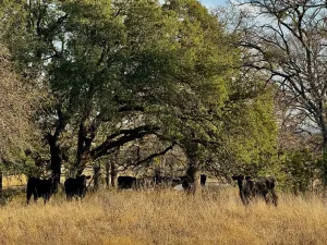 Hico, TX 76457