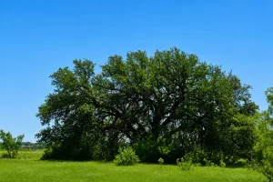 Rochelle, TX 76872