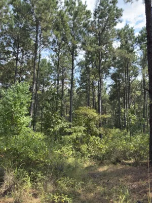 Garrison, TX 75946