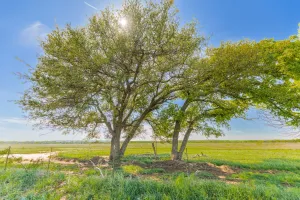 Coleman, TX 76834