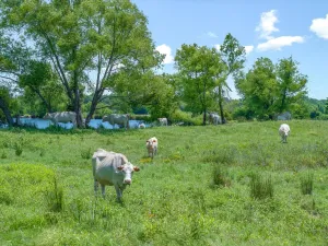 Edgewood, TX 75117
