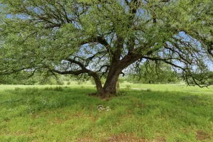 Granbury, TX 76048
