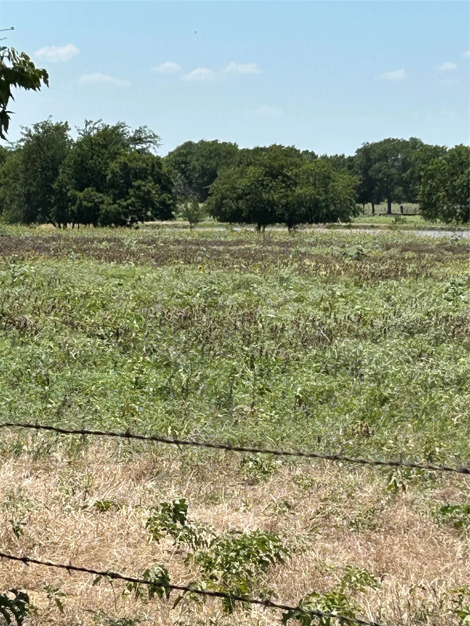 Tioga, TX 76271