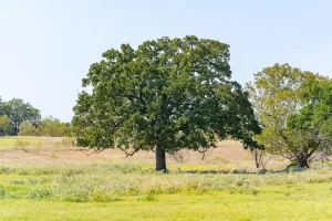 Decatur, TX 76234