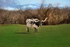 Bartonville, TX 76226
