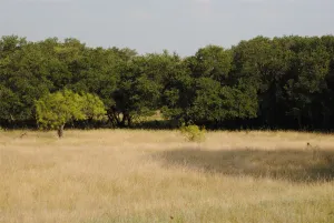 Comanche, TX 76442