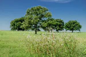 Henrietta, TX 76230