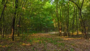 Sulphur Springs, TX 75482