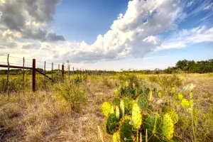 Gordon, TX 76453