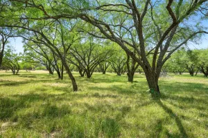 Lawn, TX 79530