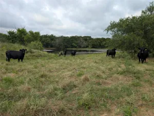 Bowie, TX 76230