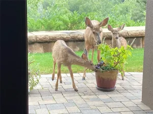 Durango, CO 81326