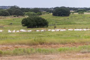 Mullin, TX 76864