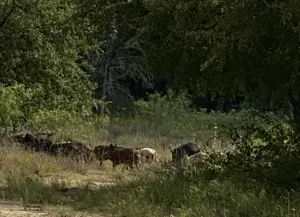 Gorman, TX 76454