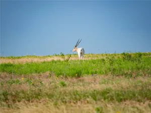 Gorman, TX 76454