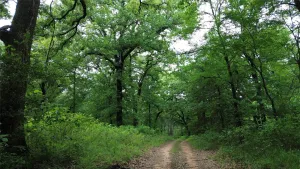 Kerens, TX 75144