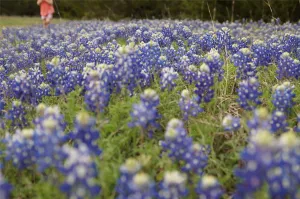 Cedar Hill, TX 75104