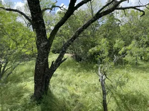Chico, TX 76431