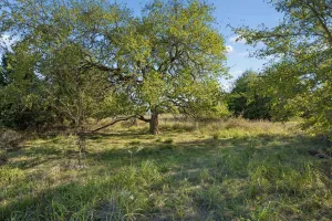 Point, TX 75472