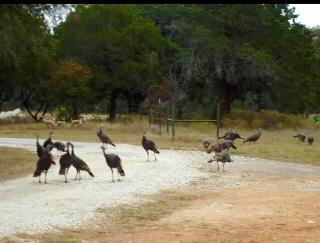 Bluff Dale, TX 76433