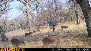 Graford, TX 76449