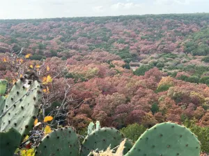 Lawn, TX 79530