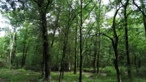 Kerens, TX 75144
