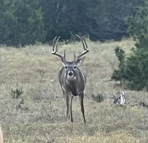 Lampasas, TX 76550