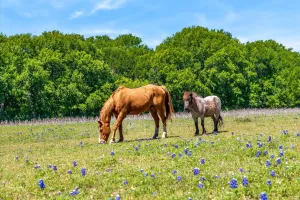 Ennis, TX 75119