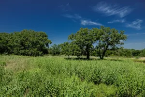 Henrietta, TX 76230