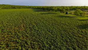 Graham, TX 76450