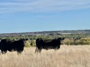 Hico, TX 76457