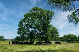 Flower Mound, TX 75022