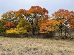 Gorman, TX 76454