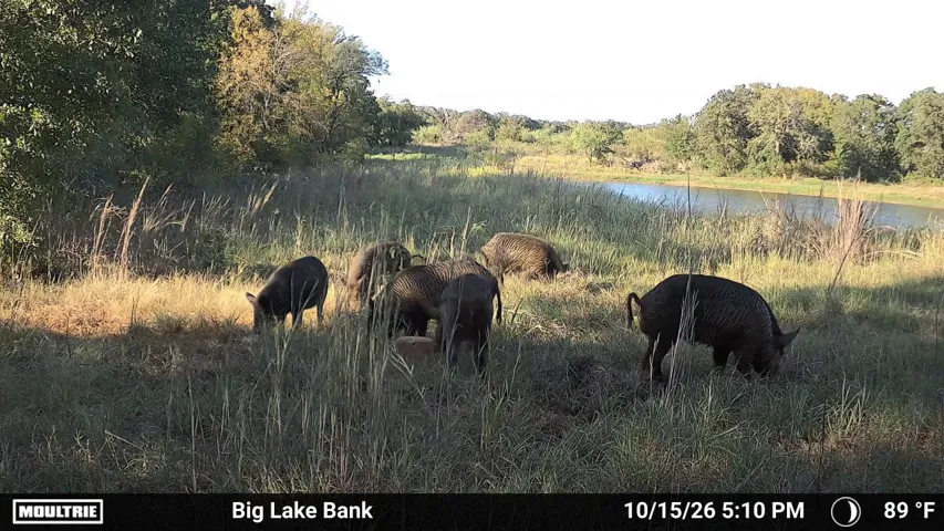 Itasca, TX 76055