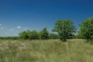 Henrietta, TX 76230