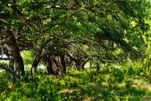 Rochelle, TX 76872
