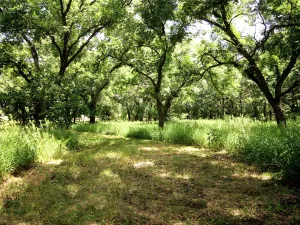 St Jo, TX 76265