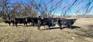 Fort Worth, TX 76120