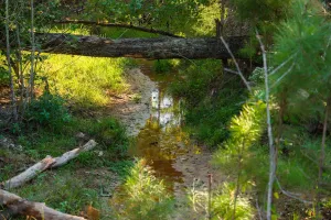 Kilgore, TX 75662