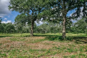 Mexia, TX 76667
