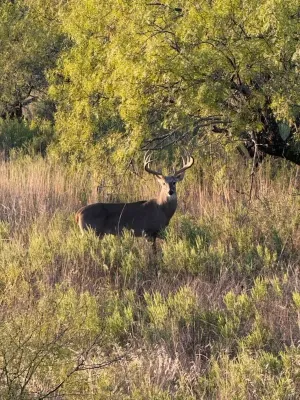 Comanche, TX 76442