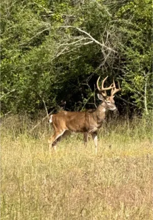 Buffalo, TX 75831
