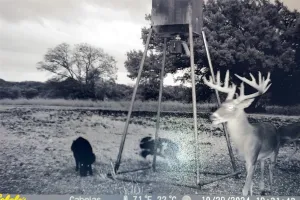 Gatesville, TX 76528