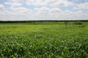 Strawn, TX 76475