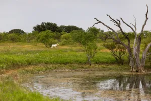 Mullin, TX 76864