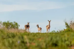 Coleman, TX 76834