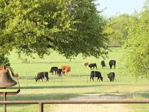 Walnut Springs, TX 76690